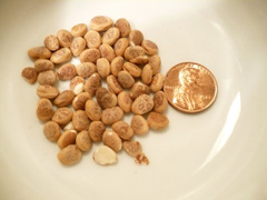 Buchanania lanzan Almondette, Charoli Nut